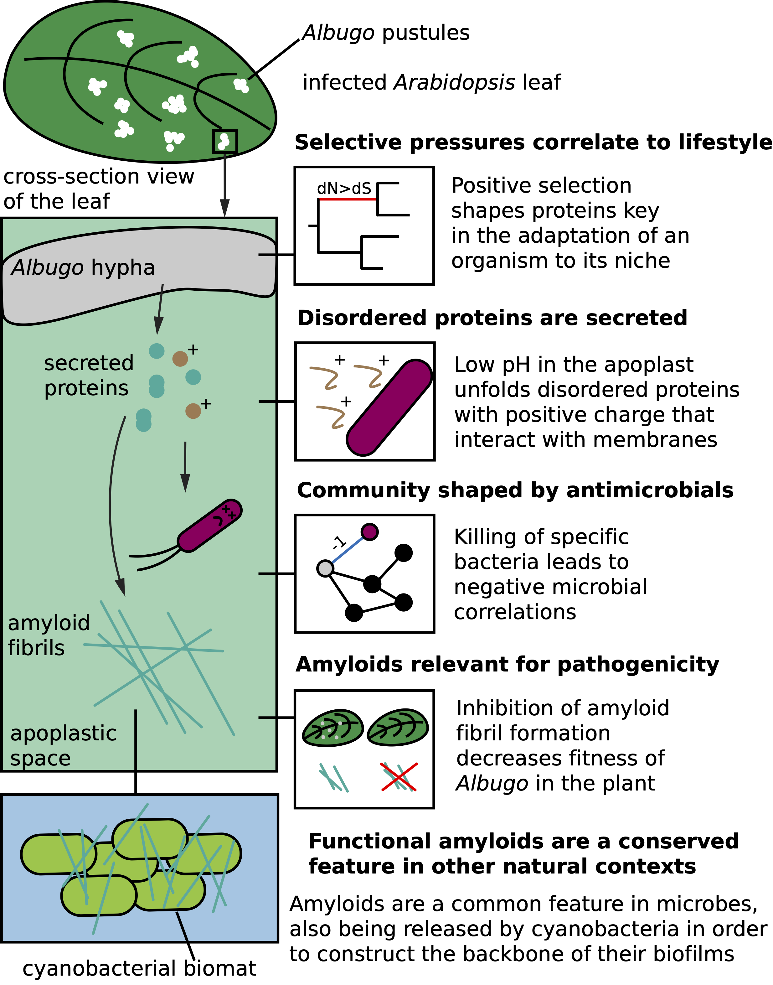 graphical_abstract_thesis_new.png